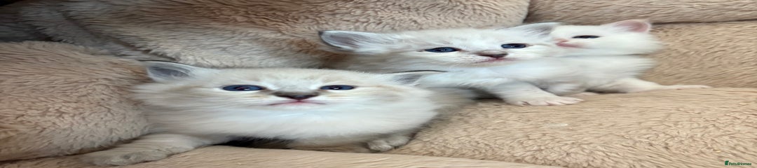 Siberian Kitten 6