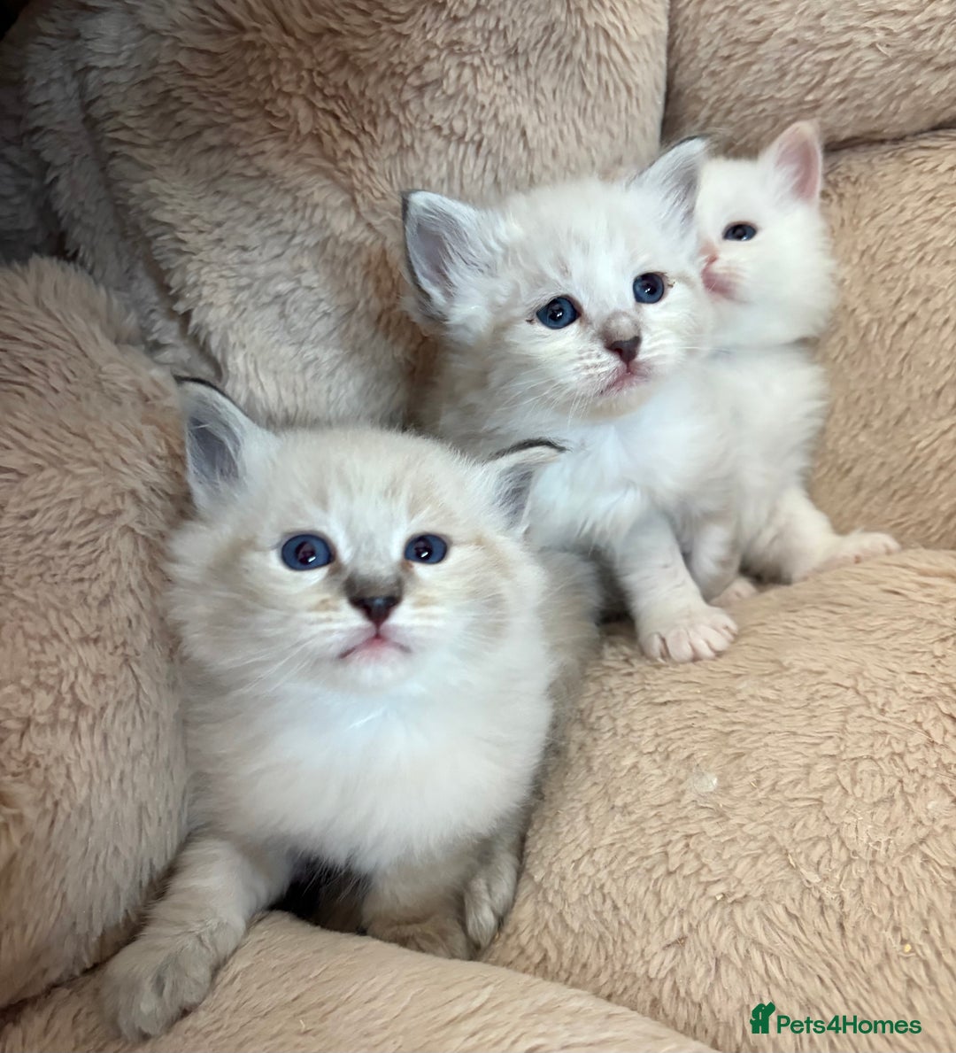 Siberian cats for sale: Siberian  in Southport - Image 10