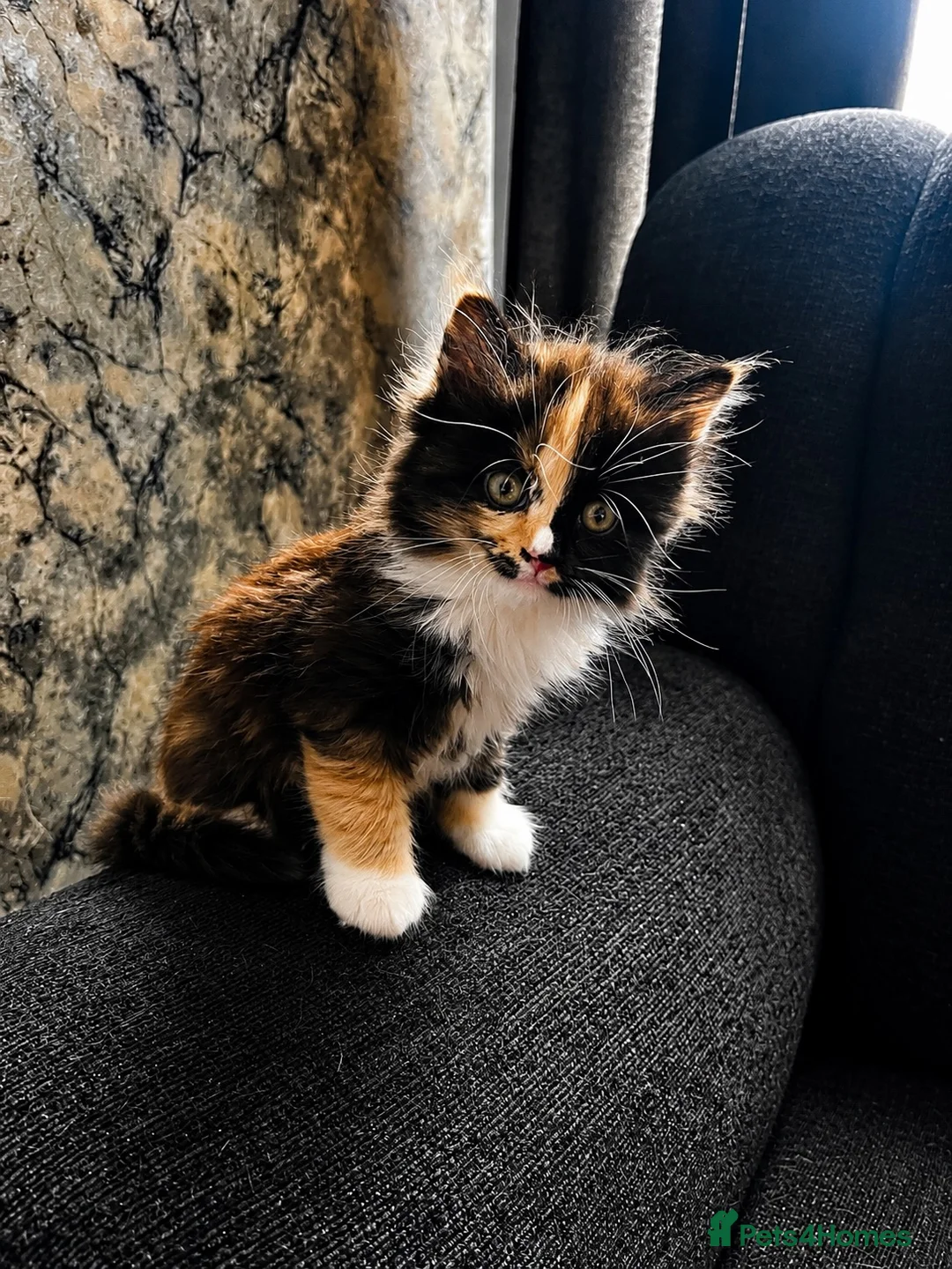 Mixed Breed cats for sale: 2 Adorable kittens for sale both male  - Advert 6