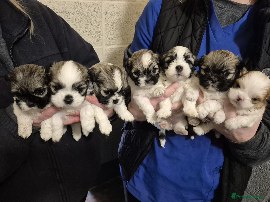 Lhasa Apso dogs for sale: Lhasa Apso Puppies  - Advert 1