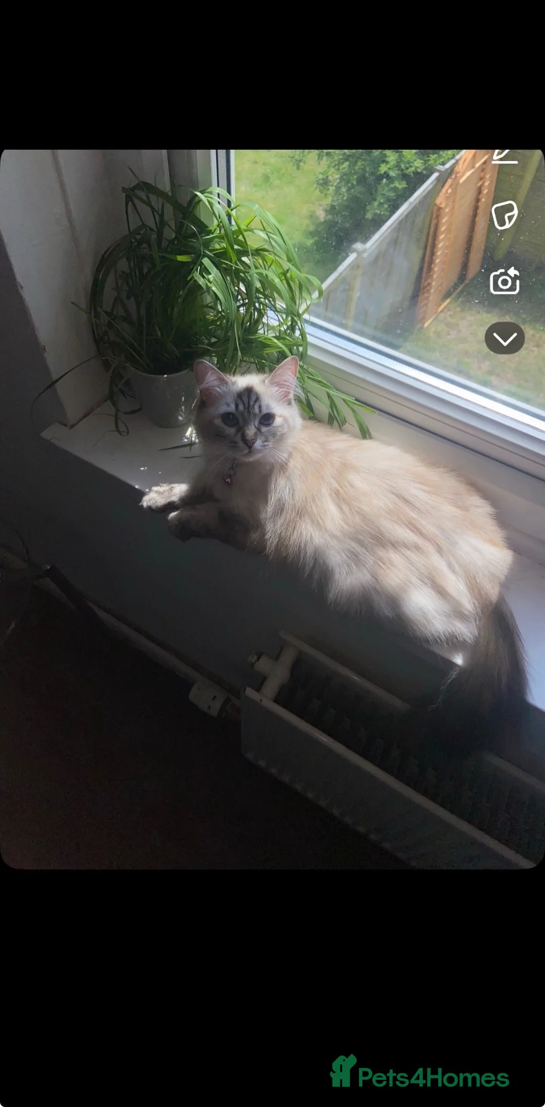 Ragdoll cats for sale: Stunning ragdoll kittens  - Advert 11