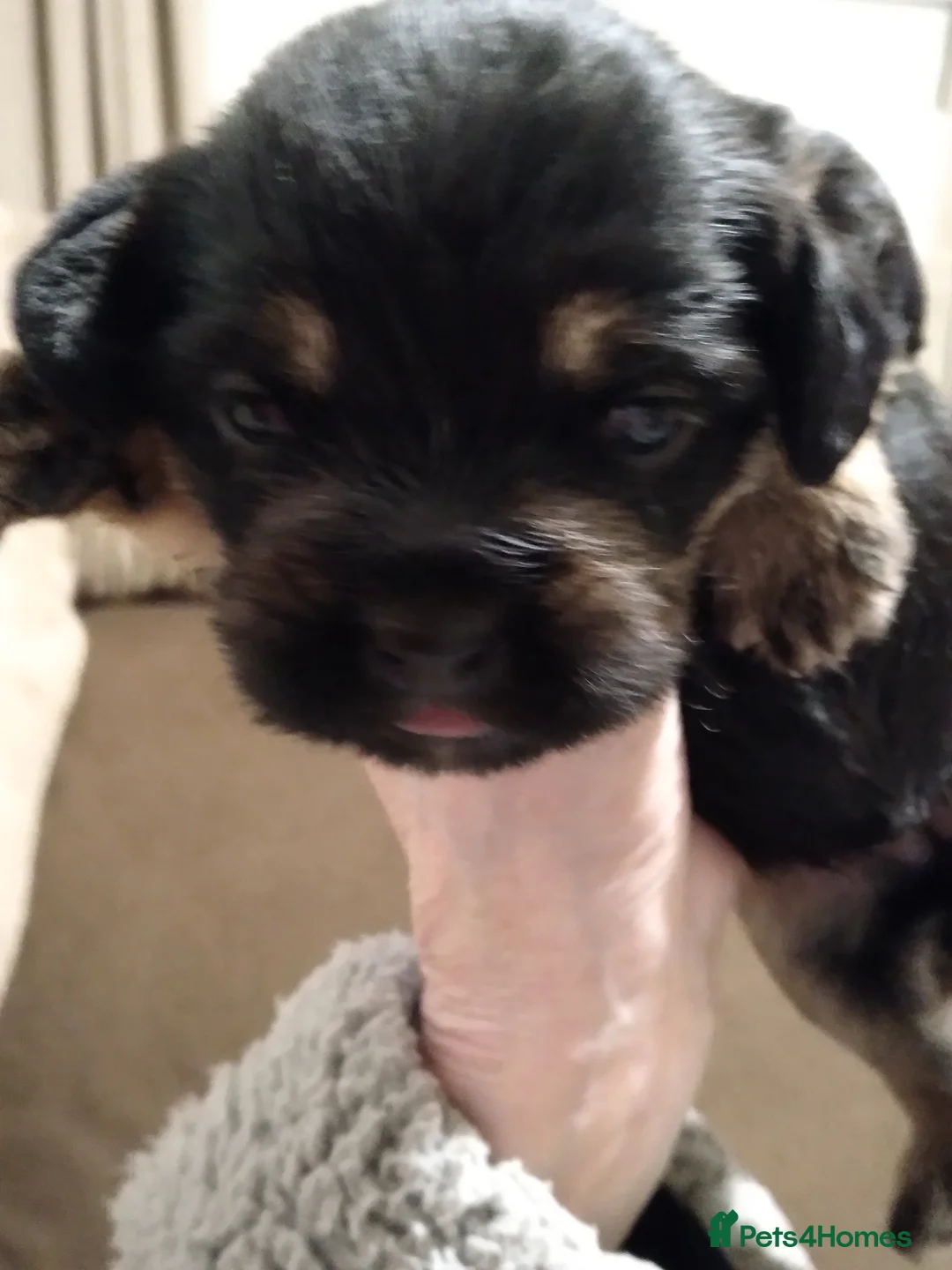 Mixed Breed dogs for sale: Pugapoo puppies  - Advert 5