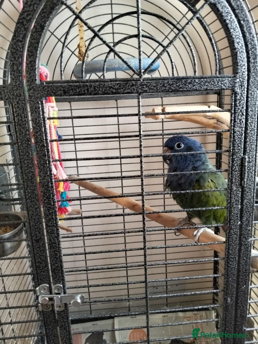 Parrots birds for sale: Blue Head Pionus in St. Ives - Advert 1