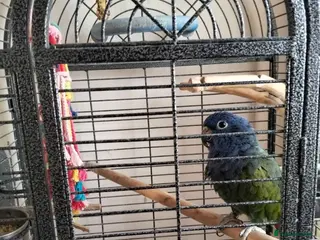 Parrots birds Blue Head Pionus - Advert 5