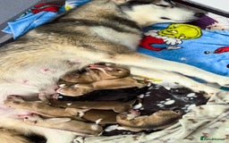 Siberian Husky dogs for sale: Beautiful husky puppies for sale   - Image 2