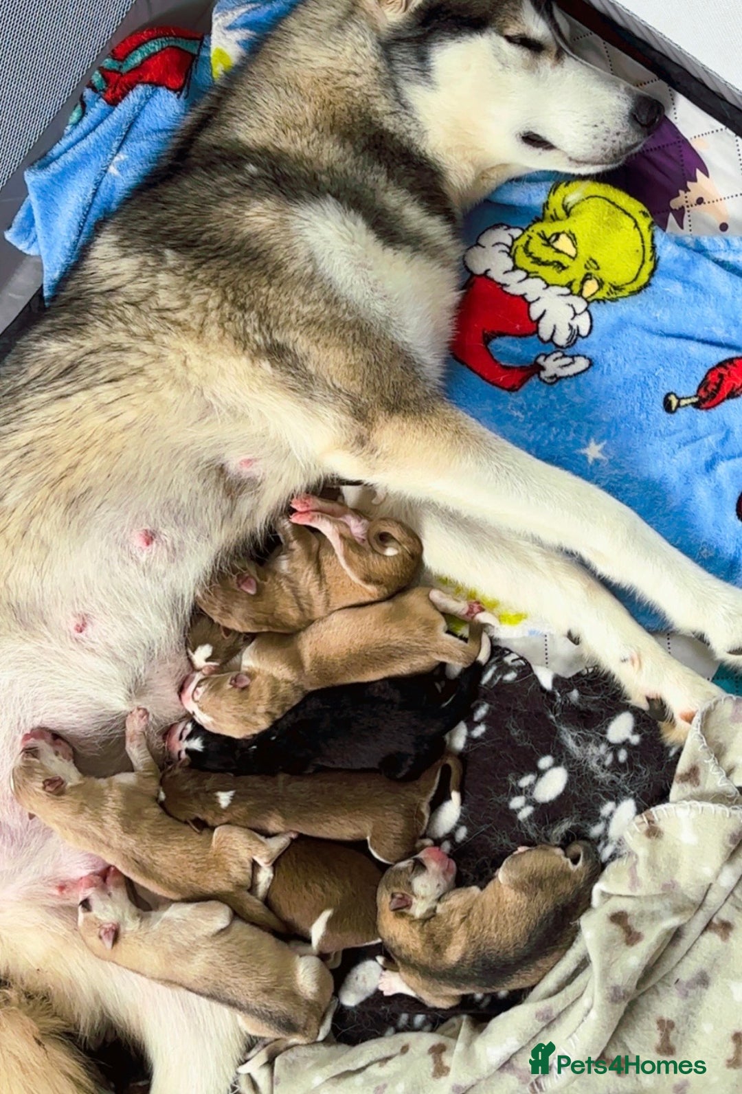 Siberian Husky dogs for sale: Beautiful husky puppies for sale   - Image 2