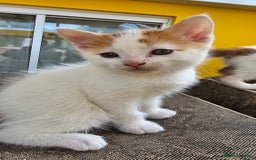Mixed Breed cats for sale: Beautiful kittens for sale - Image 7