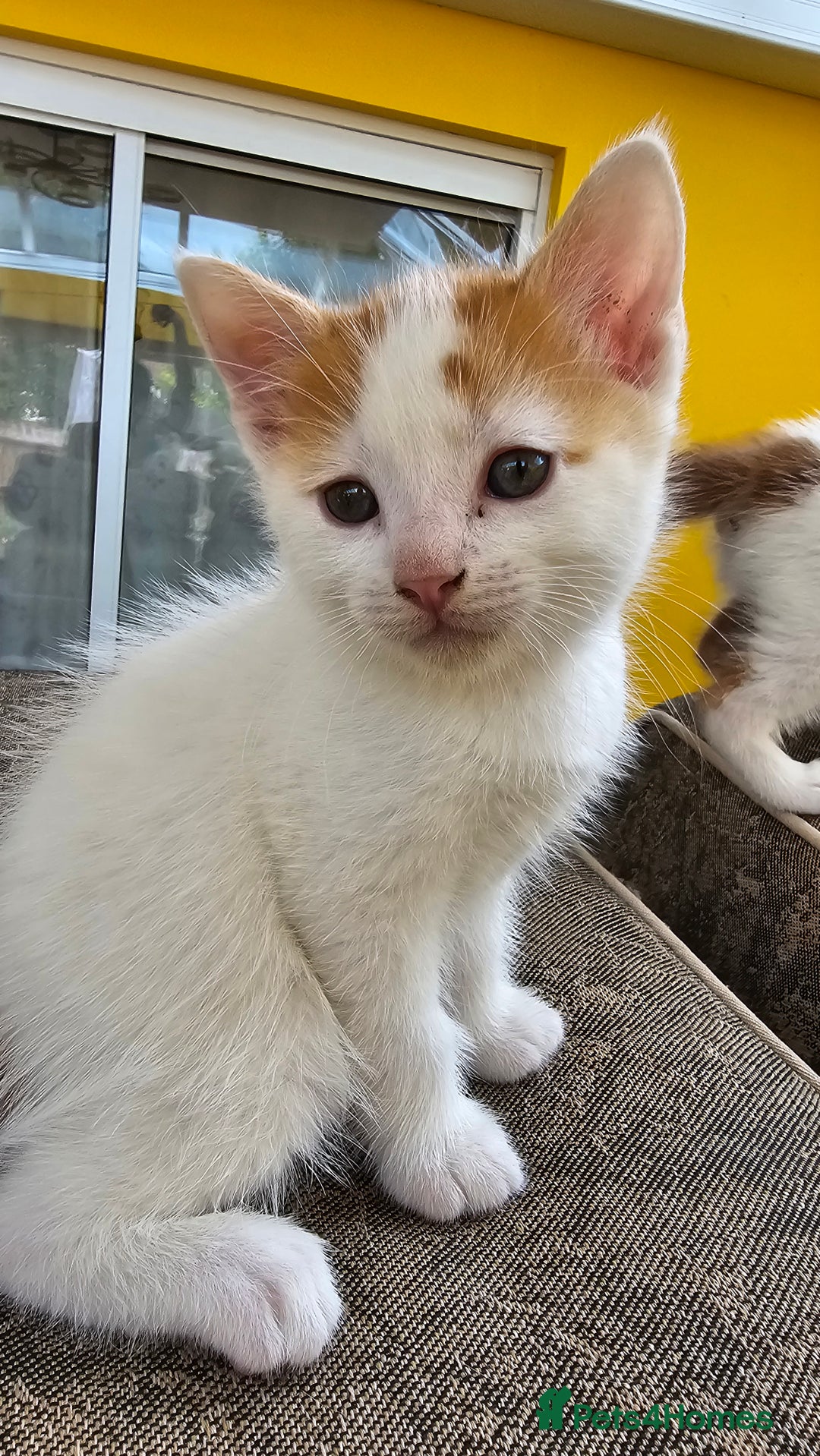 Mixed Breed cats for sale: Beautiful kittens for sale - Image 7