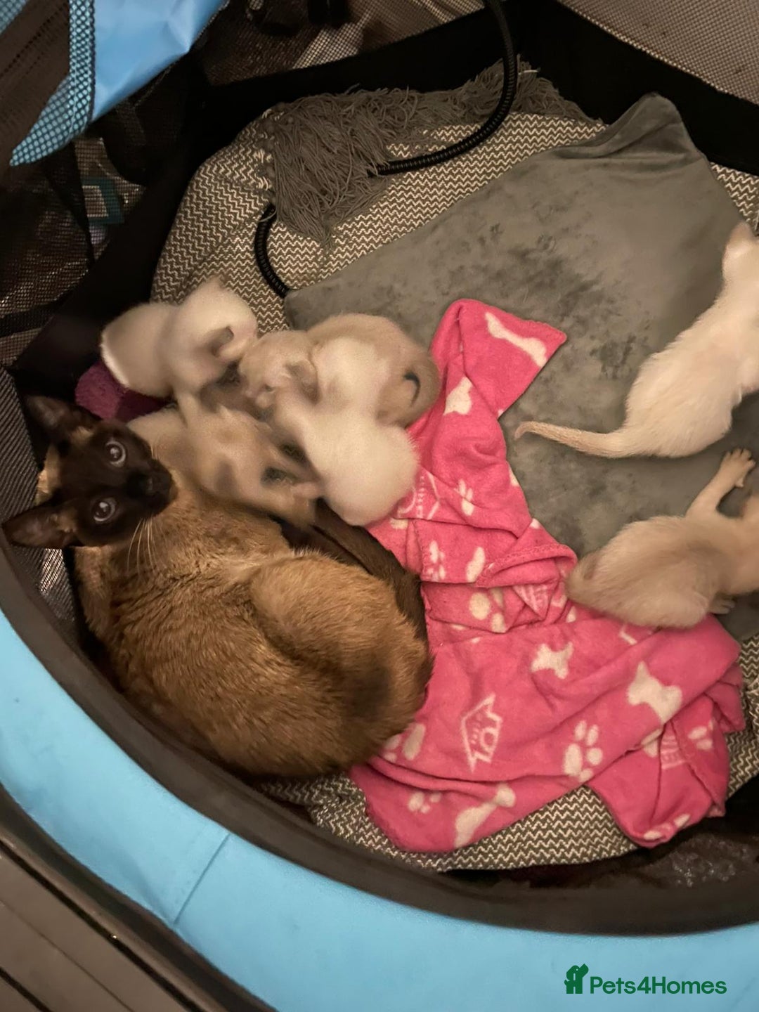 Siamese cats for sale: For sale  - Advert 1