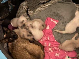 Siamese cats For sale - Advert 1