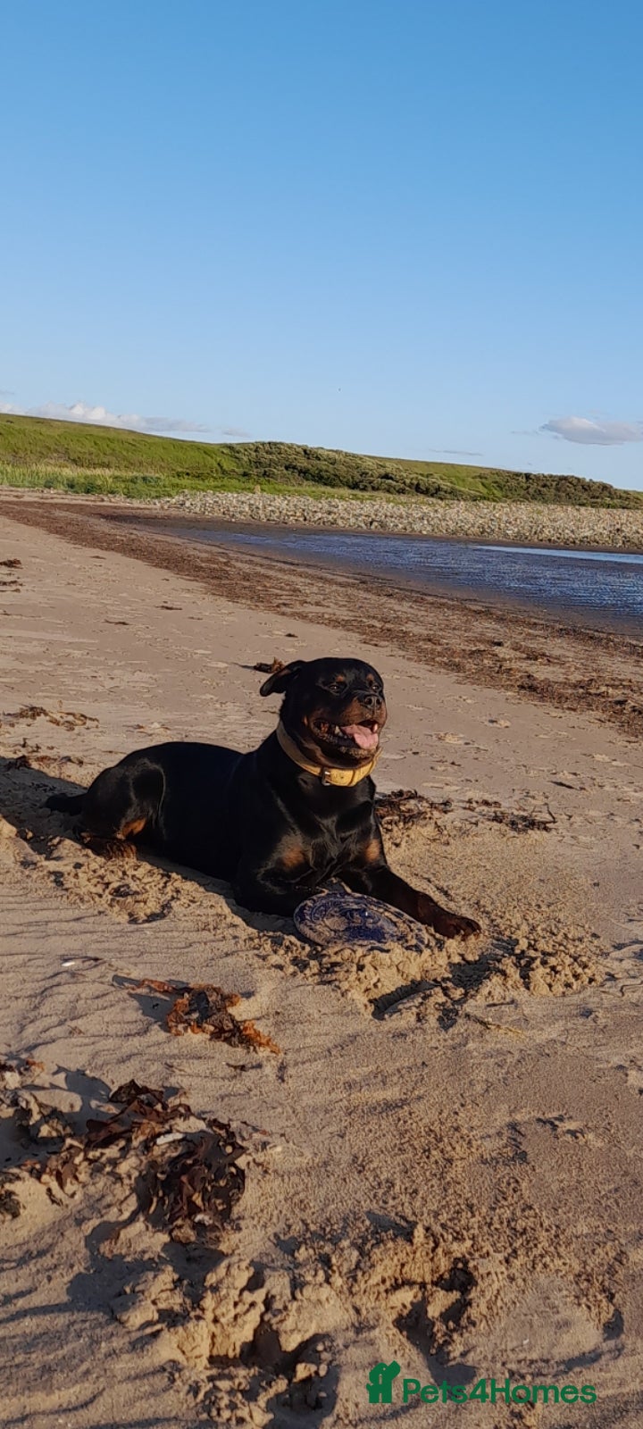 Rottweiler dogs Rottweiler stud £500 - Advert 3