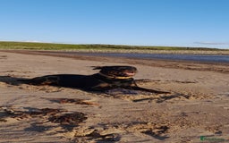 Rottweiler dogs for stud: Rottweiler stud £500 - Advert 1