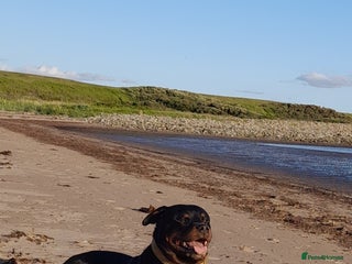 Rottweiler dogs for stud: Rottweiler stud £500 - Advert 1