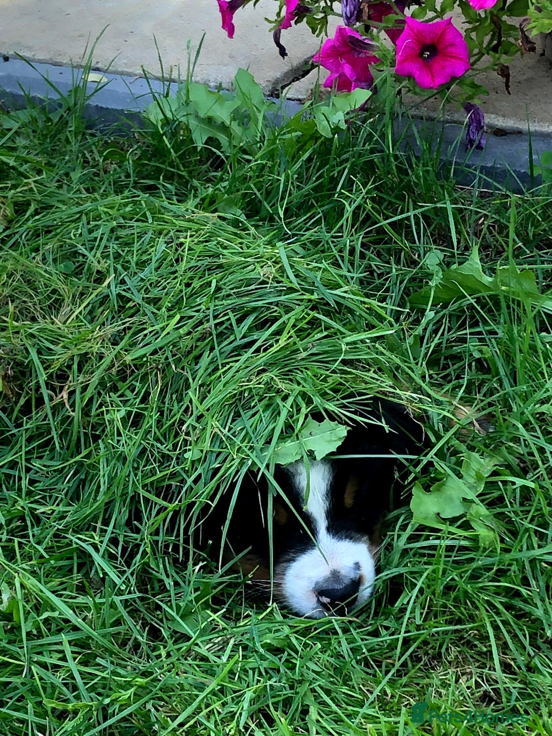 Bernese Mountain Dog dogs for sale: Symphony flam KC Bernese Mountain Puppies - Advert 10