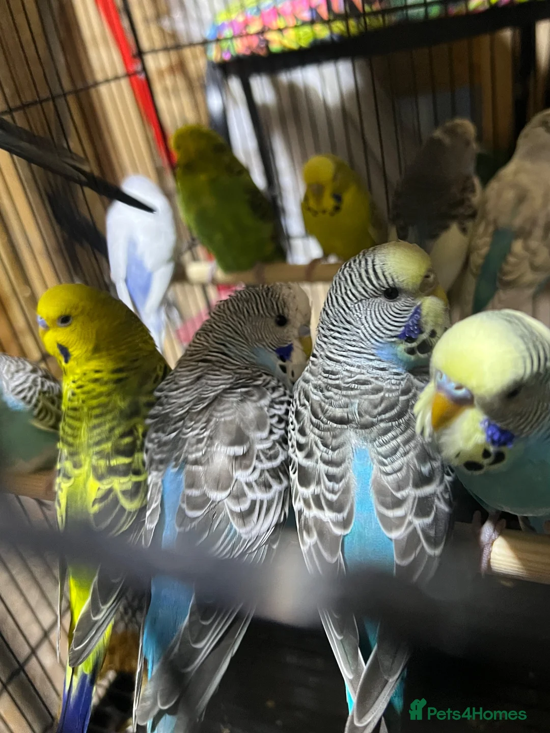 Budgerigars birds for sale: 25 budgies for sale nice colour  in Dewsbury - Advert 4
