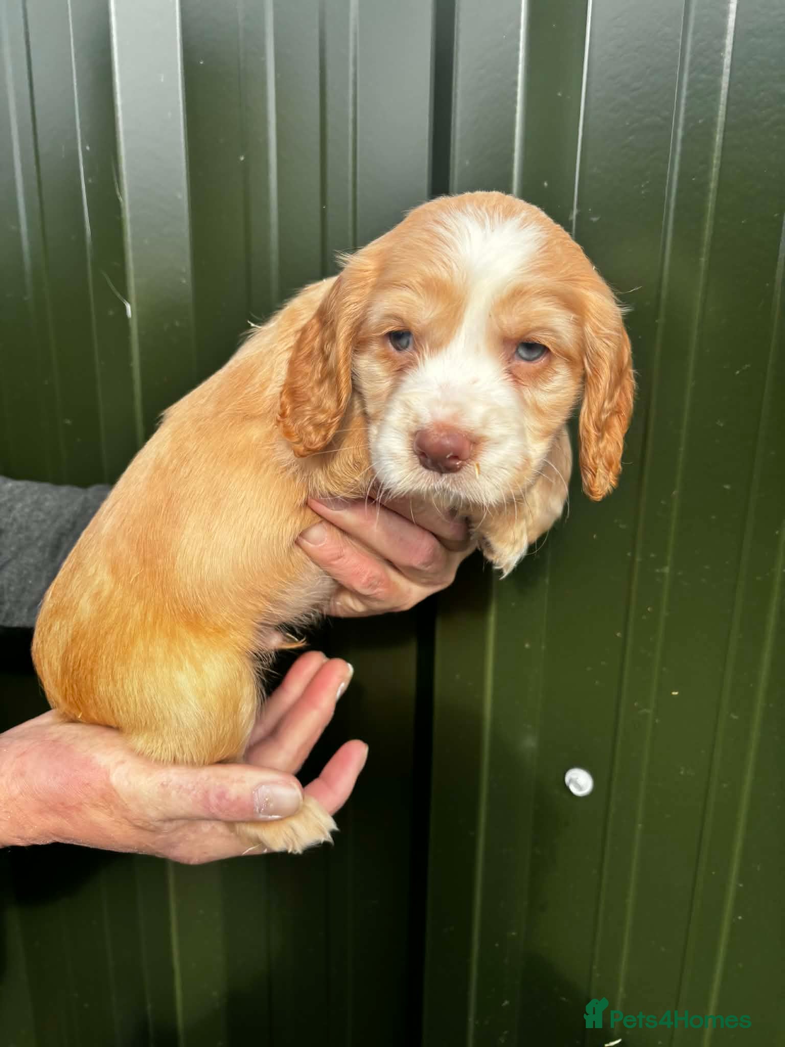 Cocker Spaniel dogs Working cocker spaniel puppies  - Advert 17