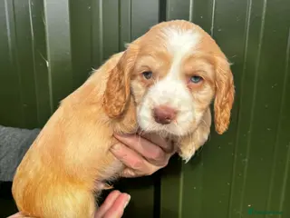 Cocker Spaniel dogs Working cocker spaniel puppies - Advert 17