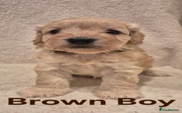 Cockapoo dogs for sale: Cockapoo Puppies!DNA tested parents! - Advert 2