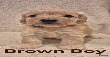 Cockapoo dogs Cockapoo Puppies!DNA tested parents! - Advert 4