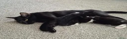 British Shorthair cats for sale: Adorable black and white kittens in Hayling Island - Advert 3