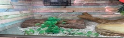 Milk Snake reptiles for sale: Tangerine Honduran Milk Snake - Advert 13