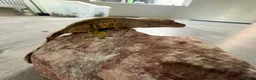 Gecko reptiles for sale: Crested geckos  - Advert 5