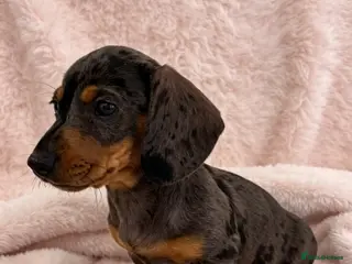 Miniature Dachshund dogs rainbow 🌈 litter of miniature dachshunds - Advert 16