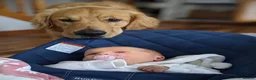 Golden Retriever dogs for sale: 2 adorable Golden Retrievers - Advert 6