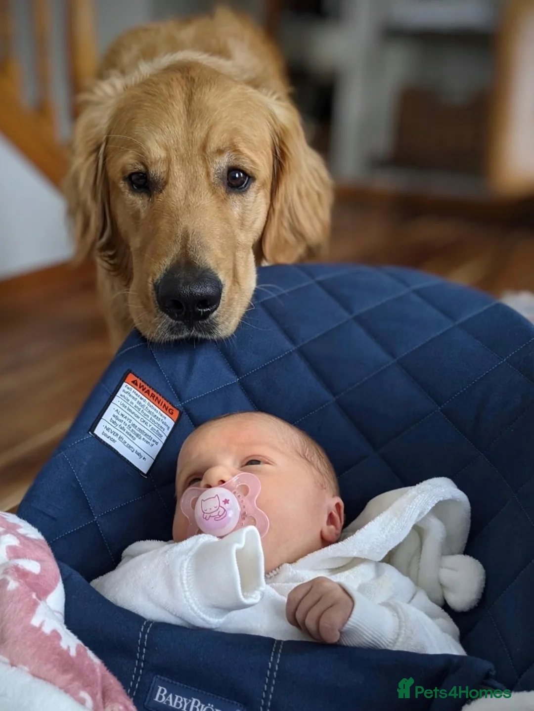 Golden Retriever dogs for sale: 2 adorable Golden Retrievers - Advert 6