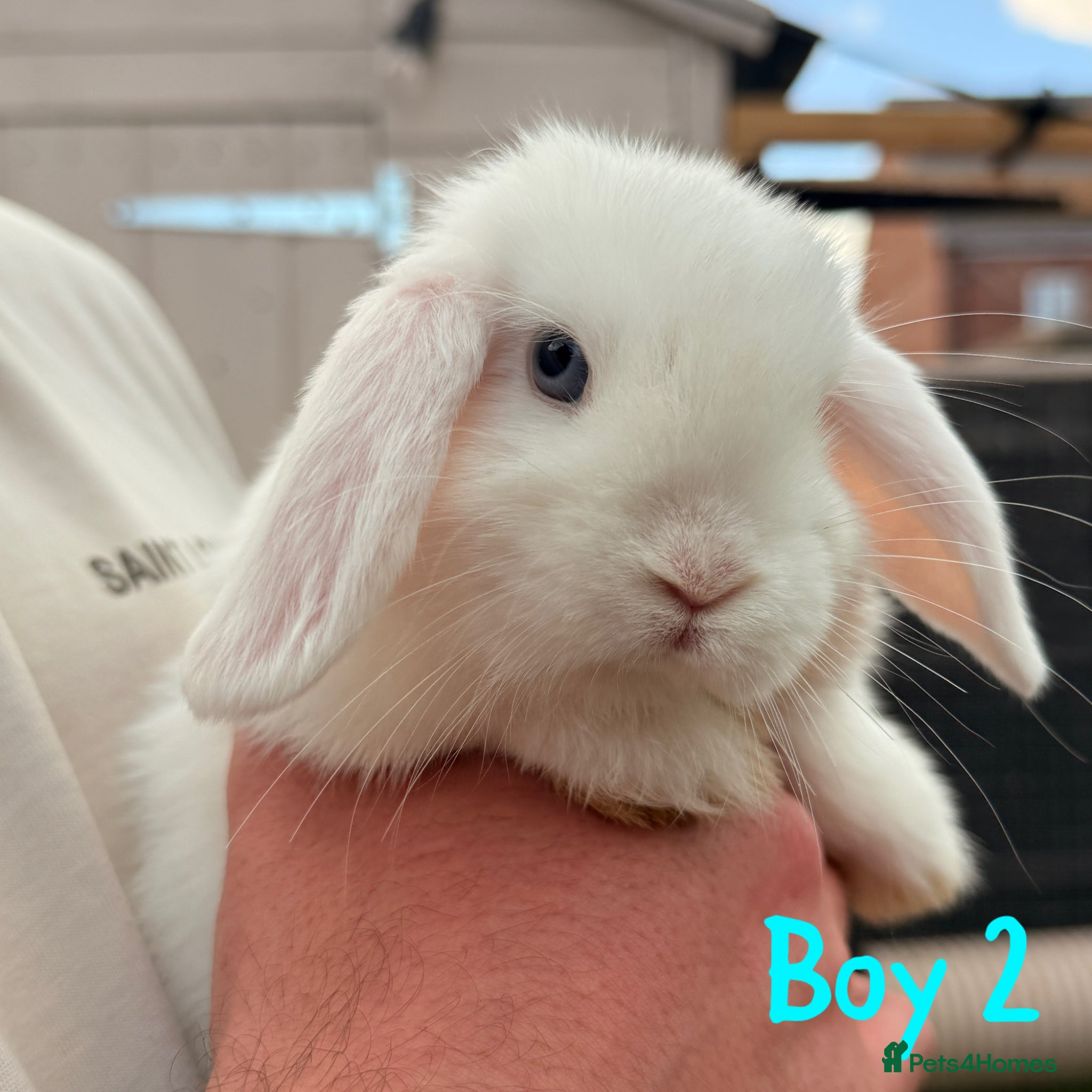 Mini Lop rabbits Stunning blue eyed mini lops  - Advert 2