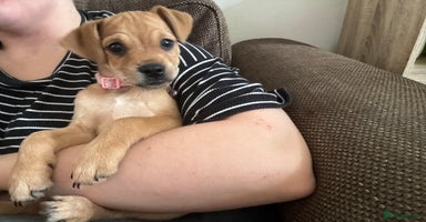 Mixed Breed dogs - Advert 5