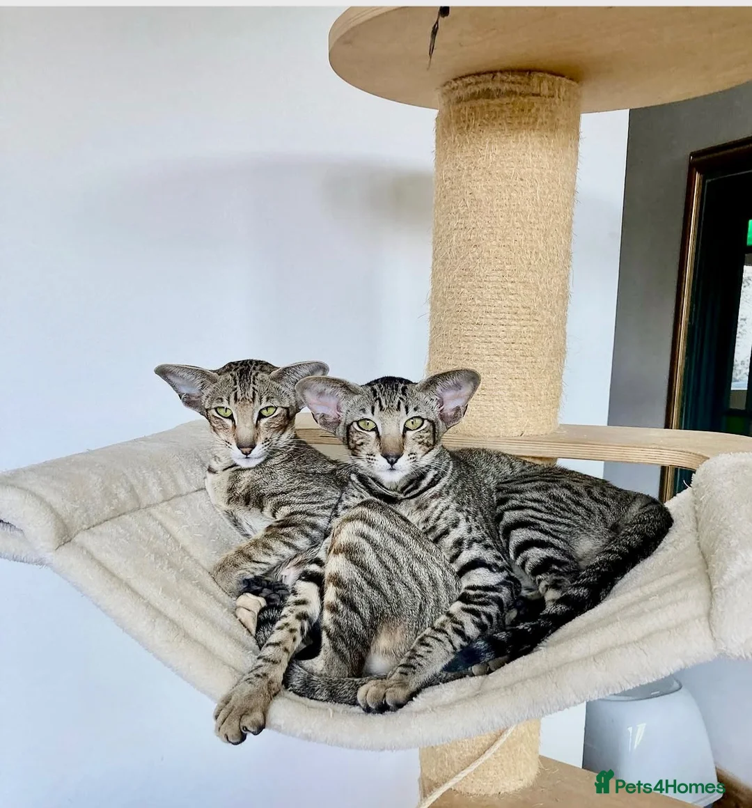 Oriental cats for sale: Black Tabby Female  - Advert 2
