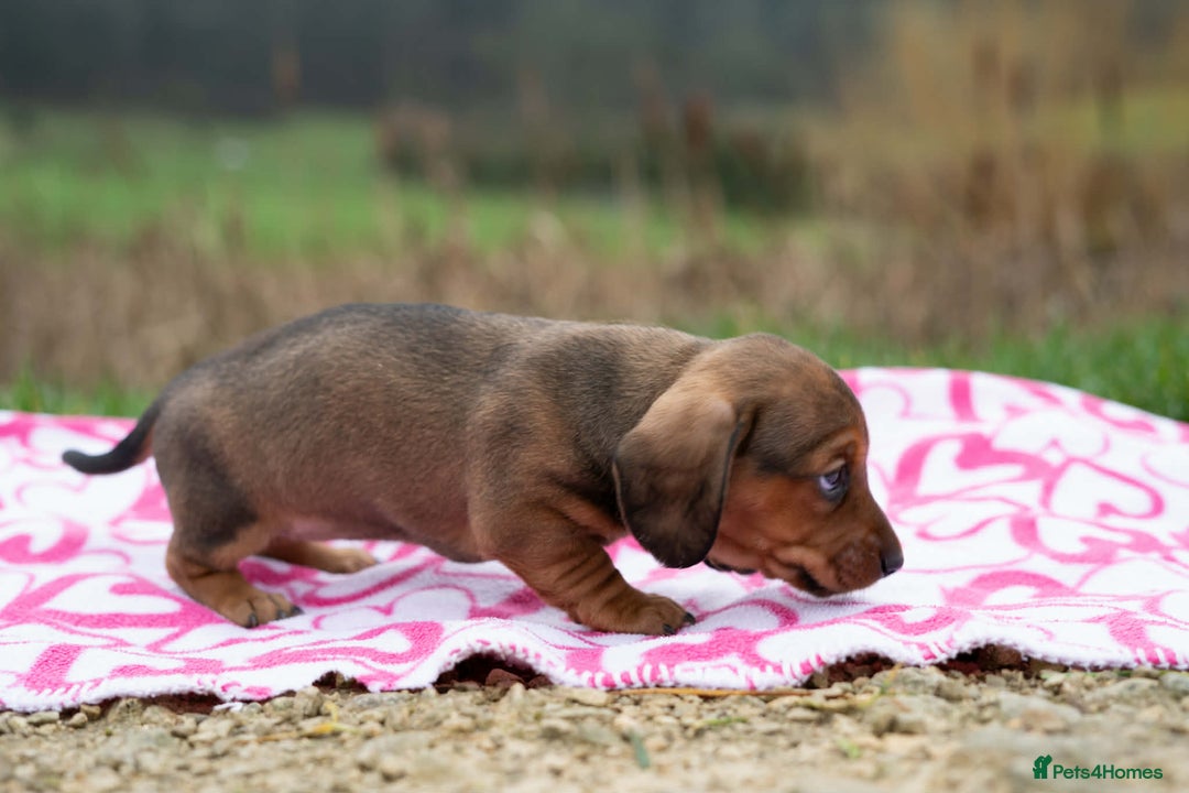 Miniature Dachshund dogs for sale: Beautiful Miniature Dachshund Puppies  - Advert 9