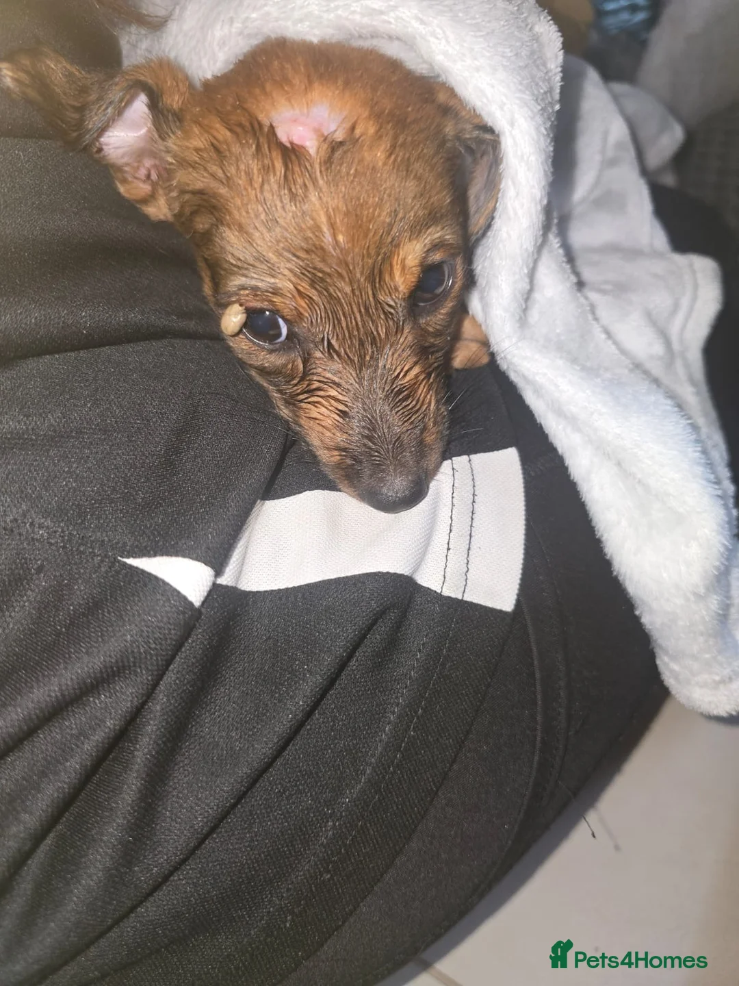 Mixed Breed dogs for adoption: Krissie  - Advert 12