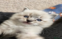 Ragdoll cats for sale: 6 ragdoll kittens  - Image 18