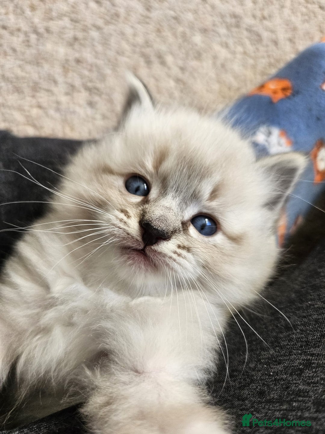 Ragdoll cats for sale: 6 ragdoll kittens  - Image 18