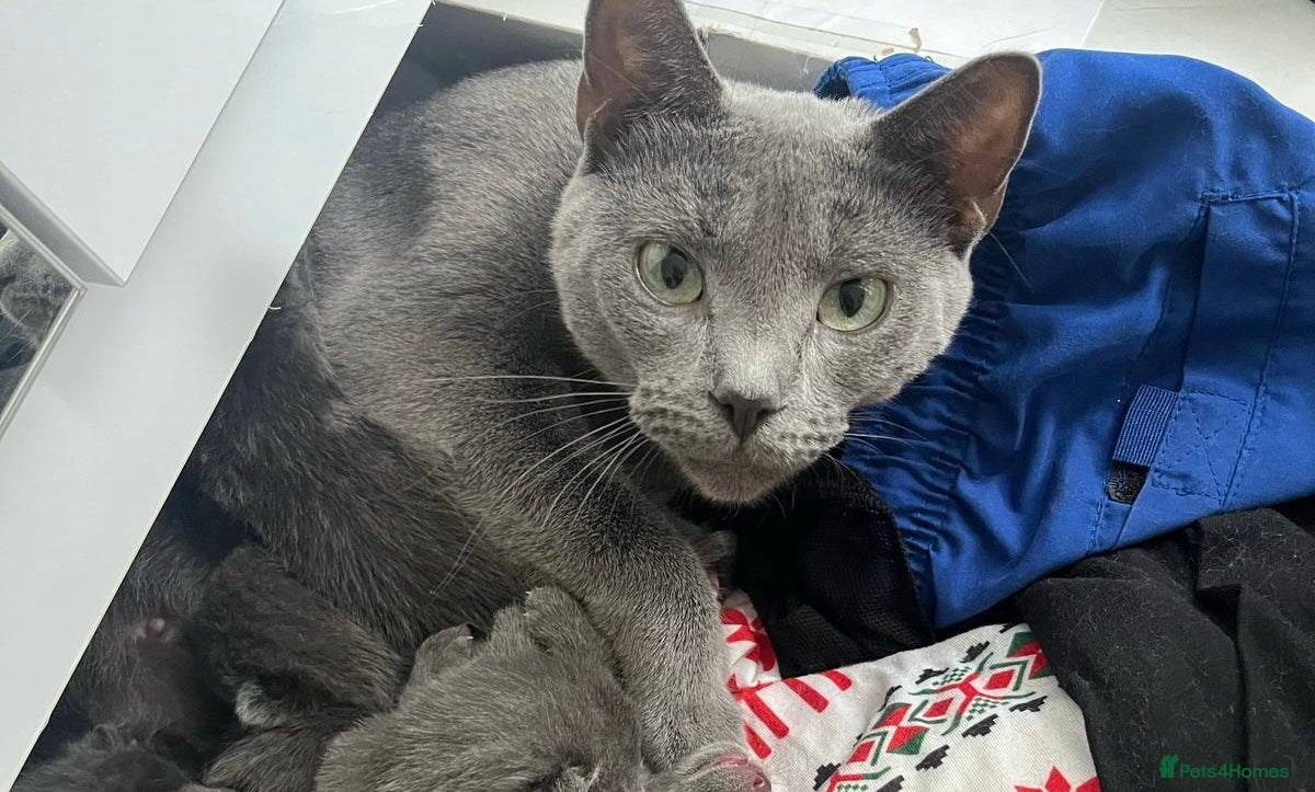 Russian Blue cats Russian Blue kittens x2 boys x2 girls  - Advert 4