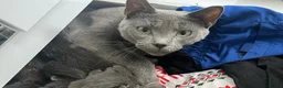 Russian Blue cats for sale: Russian Blue kittens x2 boys x2 girls  in Dunbar - Advert 1
