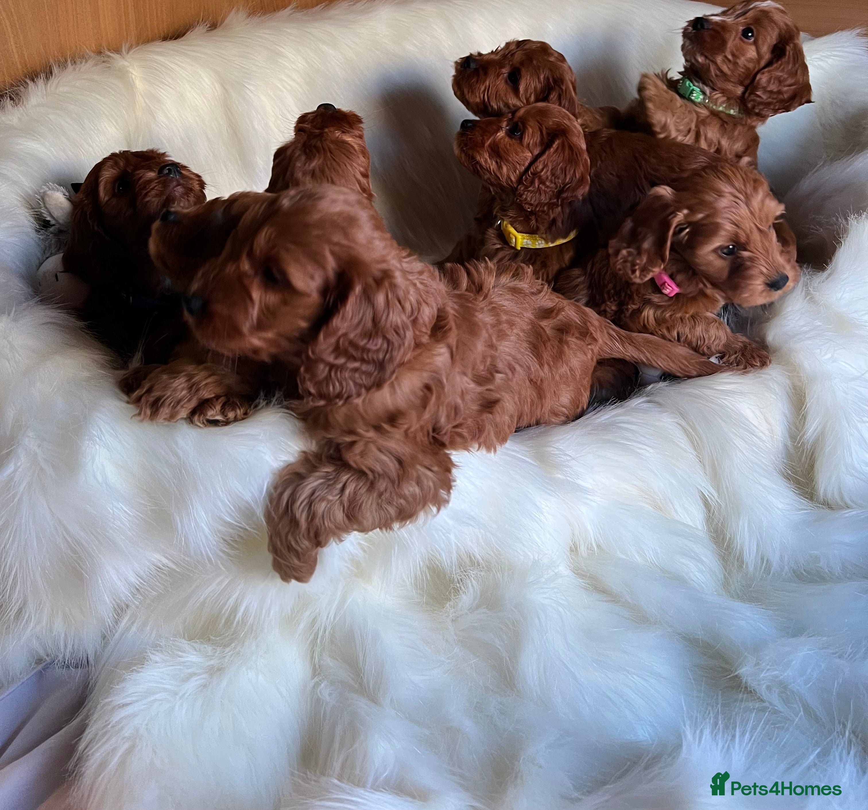 Cockapoo dogs LAST GIRL!!!!! F1 Cockapoo Puppies!!! - Advert 12