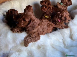 Cockapoo dogs Stunning F1 Cockapoo Puppies!!! - Advert 9