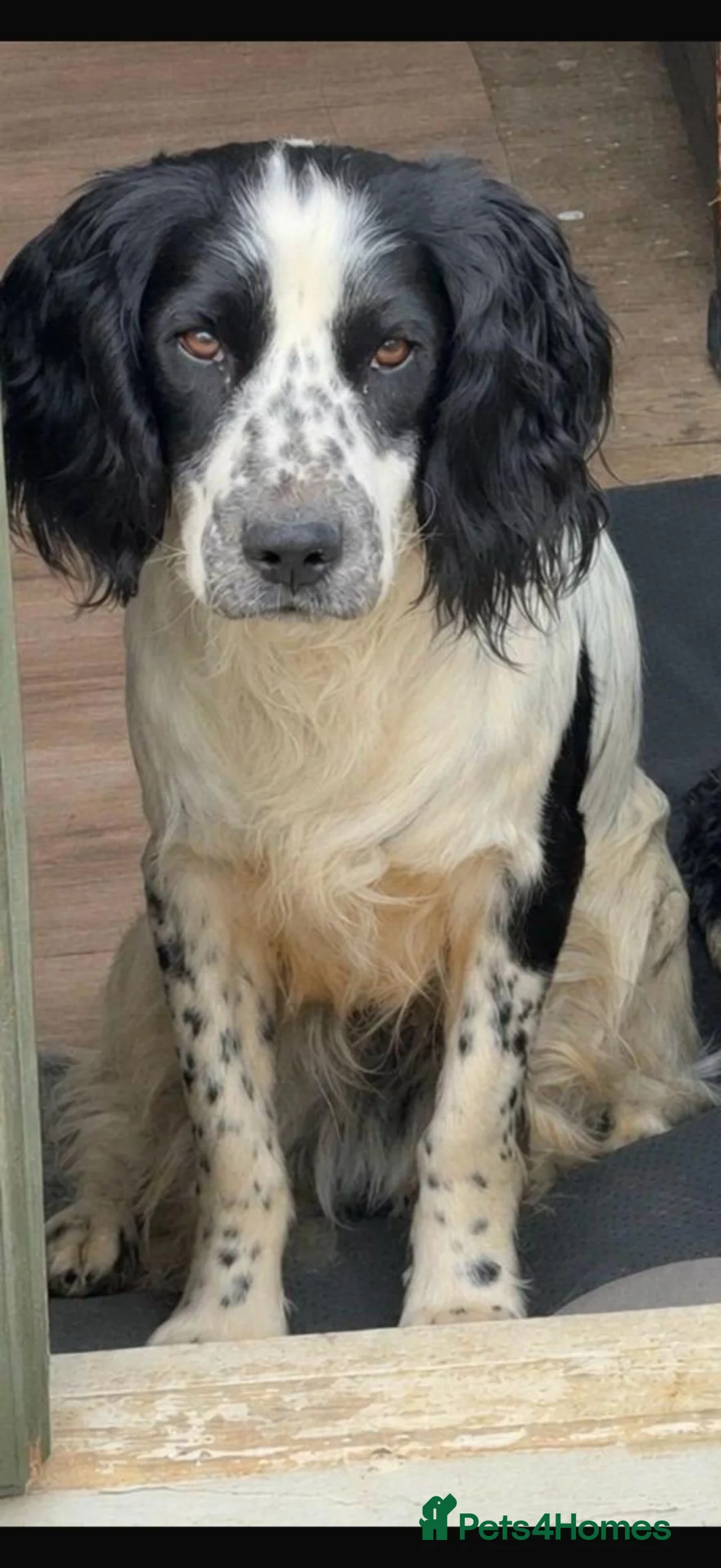 Cocker Spaniel dogs for sale: 🐾 Beautiful Working Cocker Spaniel Boys 🐾 in Cambridge - Advert 10