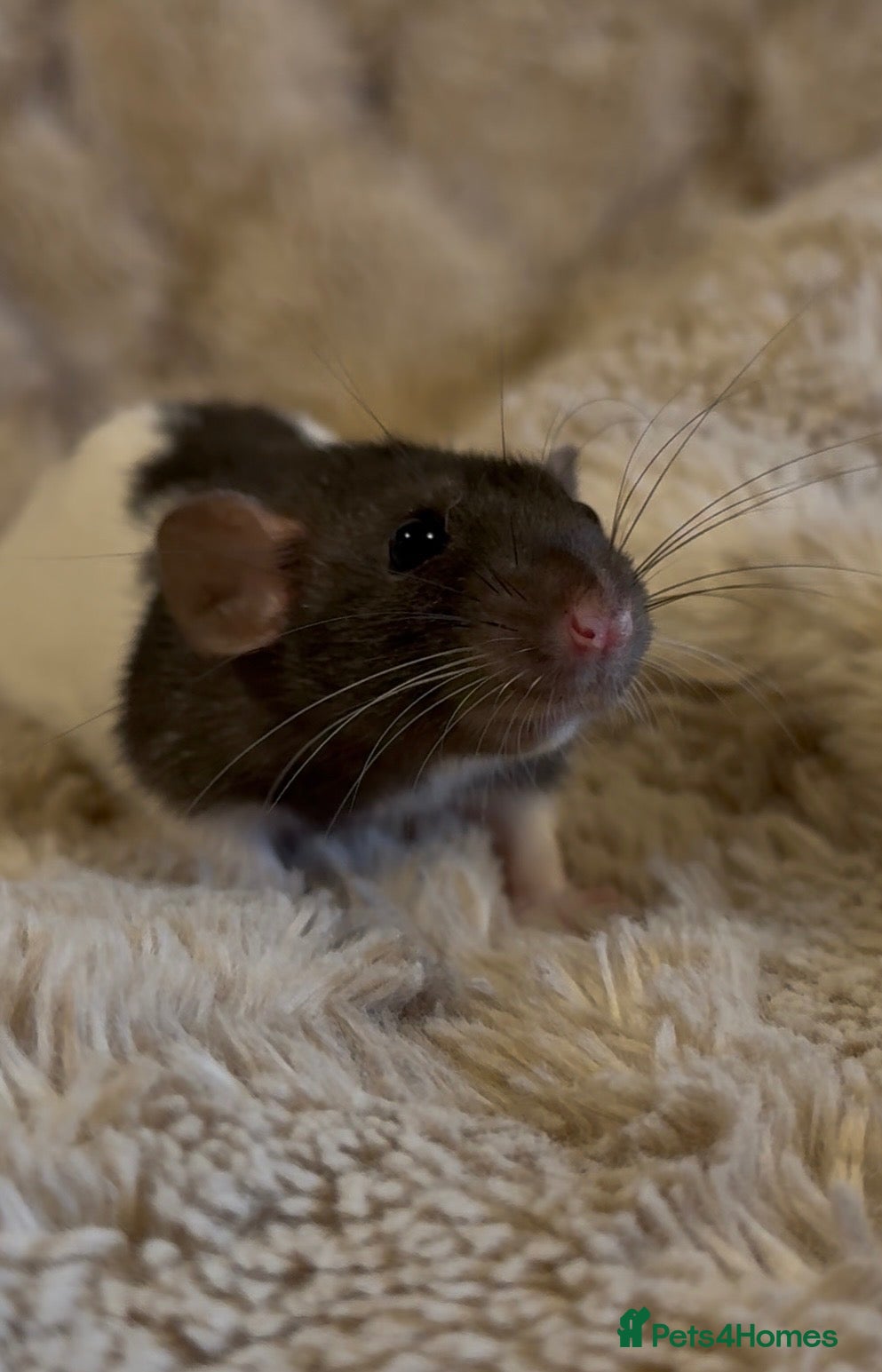 Rat rodents 🐀 Beautiful Rat Kitts 🐁 ** Available now ** - Advert 2