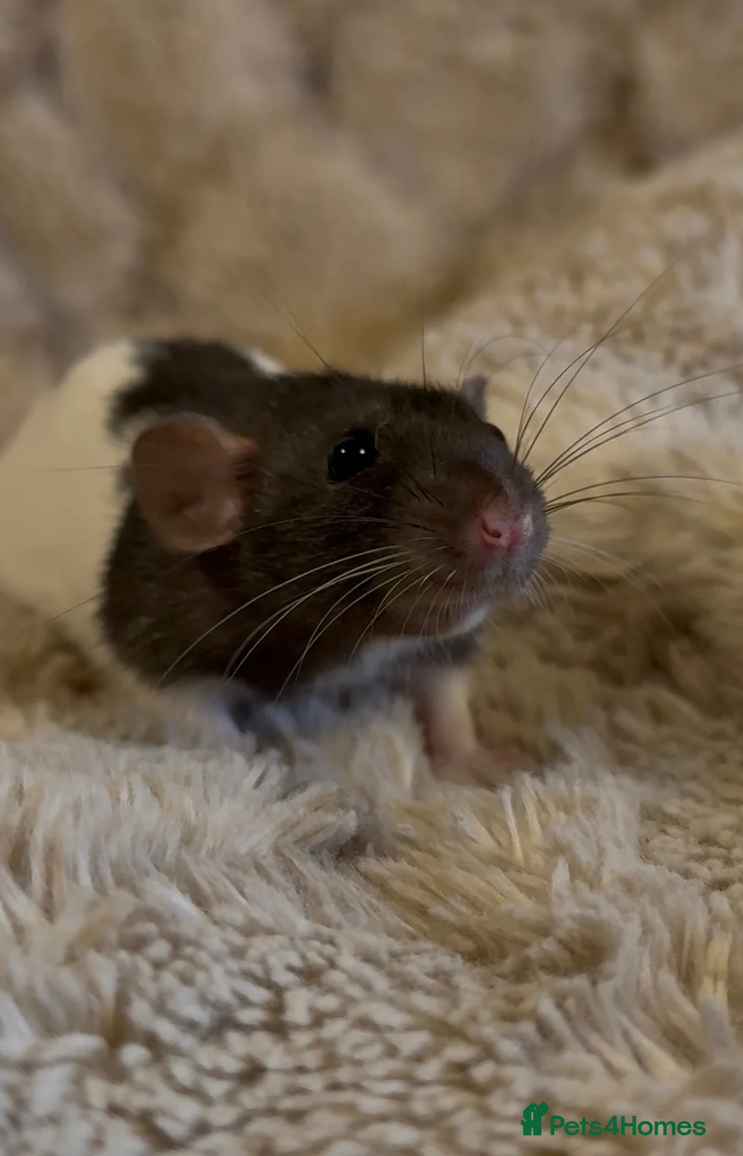 Rat rodents for sale: 🐀 Beautiful Rat Kitts 🐁 ** Available now ** - Advert 2
