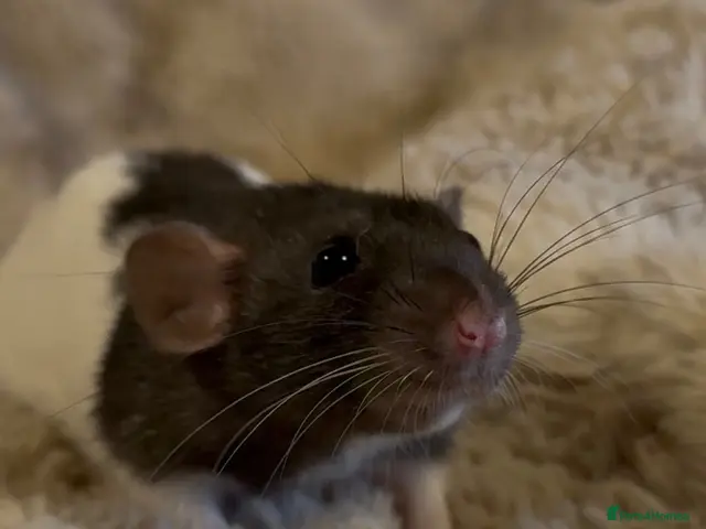 Rat rodents for sale: 🐀 Beautiful Rat Kitts 🐁 ** Available now ** - Advert 2