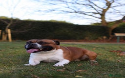 Staffordshire Bull Terrier dogs for sale: KC Staffordshire Bull Terrier - Image 13