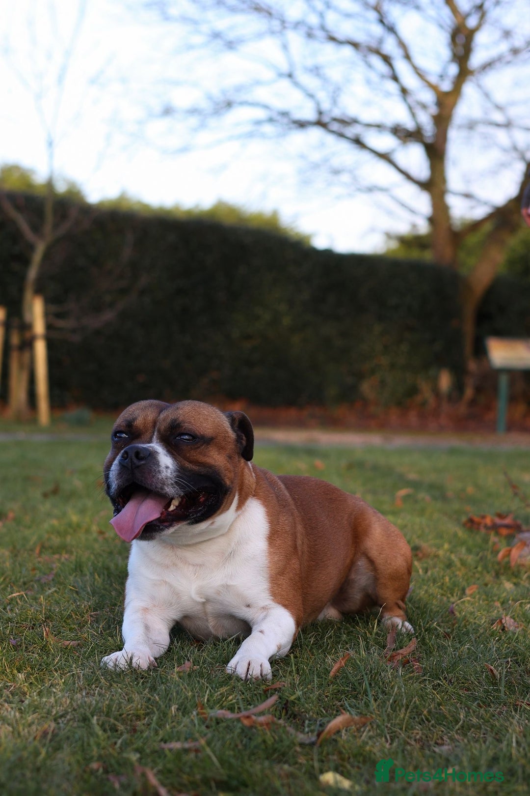Staffordshire Bull Terrier dogs for sale: KC Staffordshire Bull Terrier - Image 13