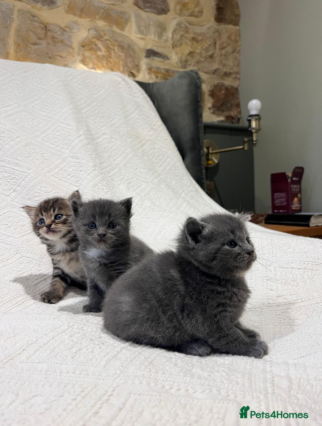 Maine Coon cats for sale: Maine coon x bsh. READY 14th BUT CAN HOLD - Advert 23