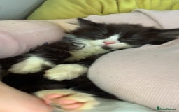 Brazilian Shorthair cats for sale:  14 week 5 day boy  - Image 6