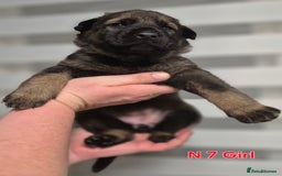 German Shepherd dogs for sale: German Shepherd  - Image 24