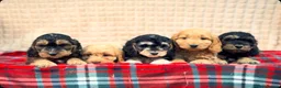 Cockapoo dogs for sale: STUNNING COCKAPOO PUPPIES READY NOW  - Advert 14